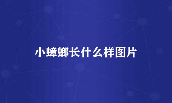 小蟑螂长什么样图片