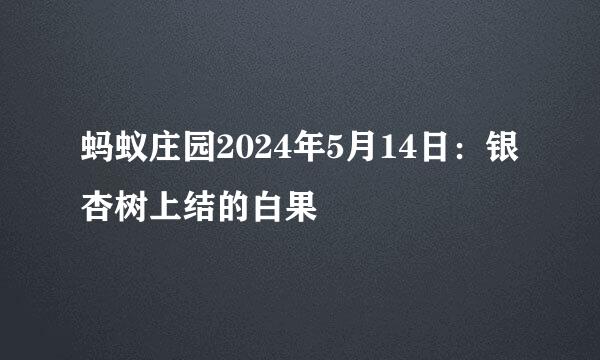 蚂蚁庄园2024年5月14日：银杏树上结的白果