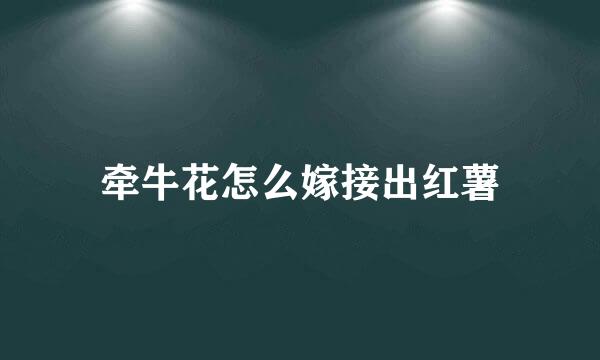 牵牛花怎么嫁接出红薯