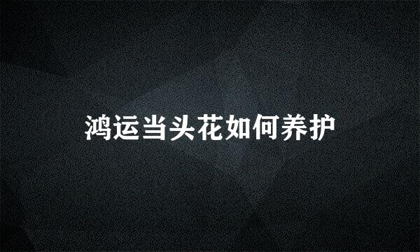 鸿运当头花如何养护