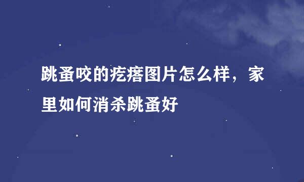跳蚤咬的疙瘩图片怎么样，家里如何消杀跳蚤好