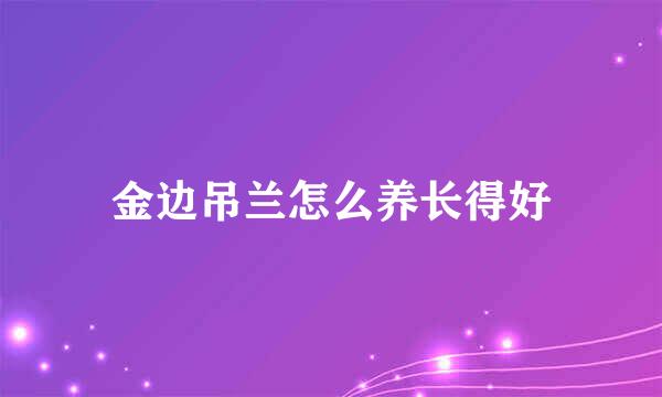 金边吊兰怎么养长得好