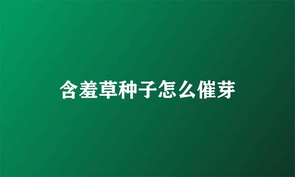 含羞草种子怎么催芽