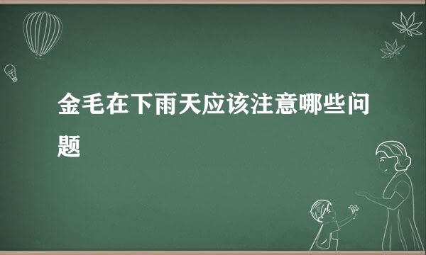 金毛在下雨天应该注意哪些问题