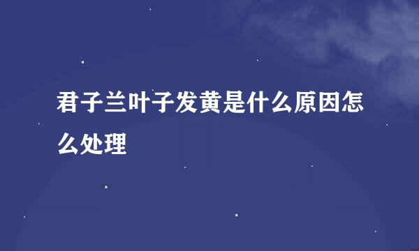 君子兰叶子发黄是什么原因怎么处理
