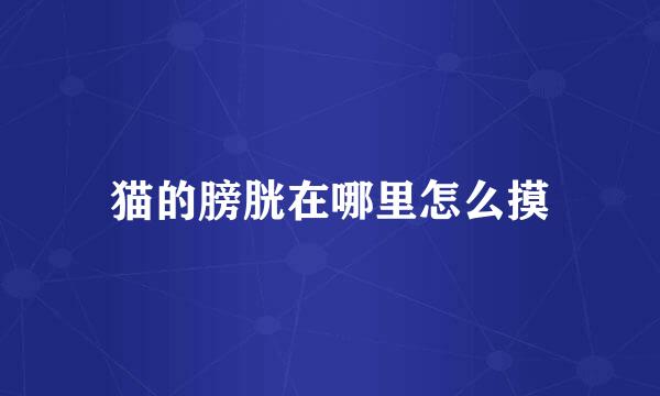 猫的膀胱在哪里怎么摸