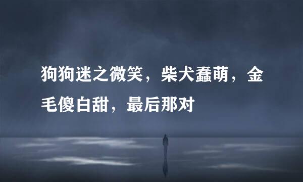 狗狗迷之微笑，柴犬蠢萌，金毛傻白甜，最后那对