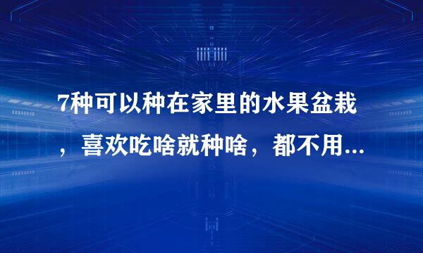 7种可以种在家里的水果盆栽，喜欢吃啥就种啥，都不用去外面买了
