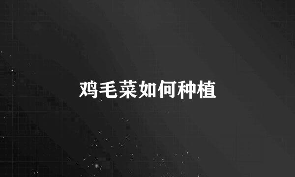 鸡毛菜如何种植