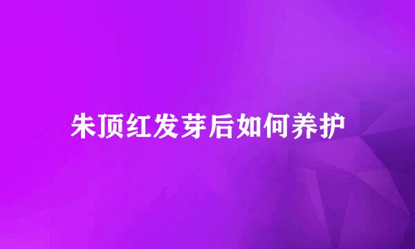 朱顶红发芽后如何养护
