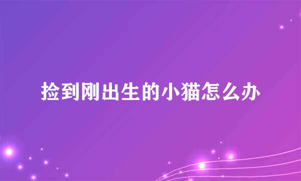捡到刚出生的小猫怎么办