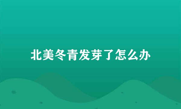 北美冬青发芽了怎么办