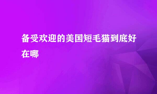 备受欢迎的美国短毛猫到底好在哪