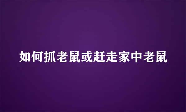 如何抓老鼠或赶走家中老鼠