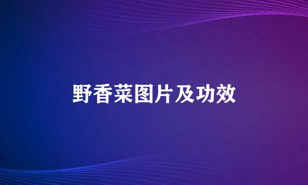 野香菜图片及功效