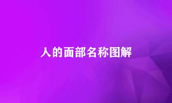 人的面部名称图解