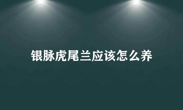 银脉虎尾兰应该怎么养