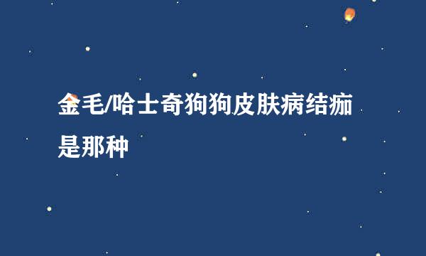 金毛/哈士奇狗狗皮肤病结痂是那种