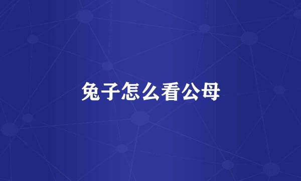 兔子怎么看公母
