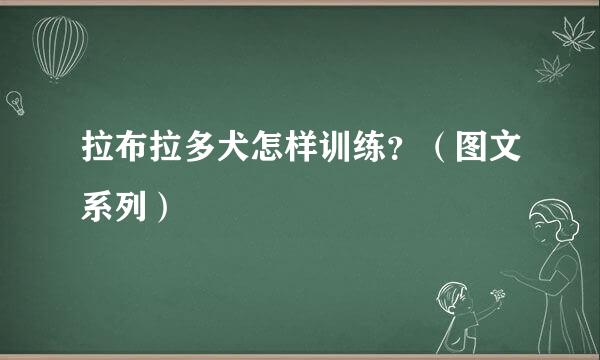 拉布拉多犬怎样训练？（图文系列）