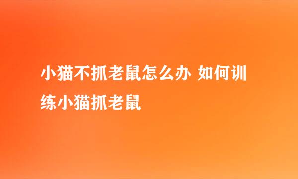 小猫不抓老鼠怎么办 如何训练小猫抓老鼠
