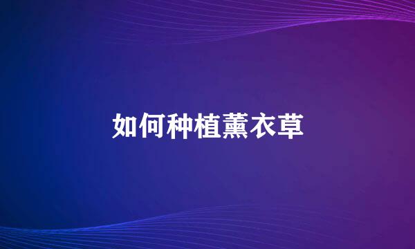 如何种植薰衣草