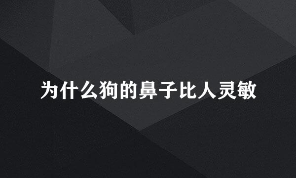 为什么狗的鼻子比人灵敏